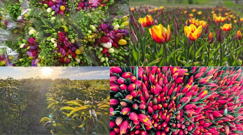 Royal Flowers. Piękne kwiaty prosto z lokalnych upraw w Gaszynie, Kadłubie i Bieńcu