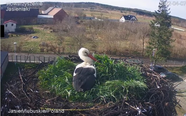 Stowarzyszenie na rzecz Rozwoju Jasienia JASIENIAKI już czwarty rok z rzędu prowadzi transmisję z bocianich gniazd. Pierwszy w tym roku bocian przyleciał tutaj kilka dni temu