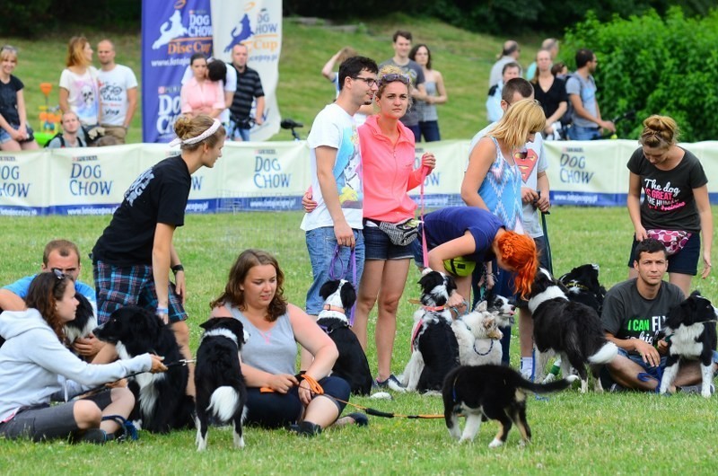 Dog Chow Disc Cup 2013