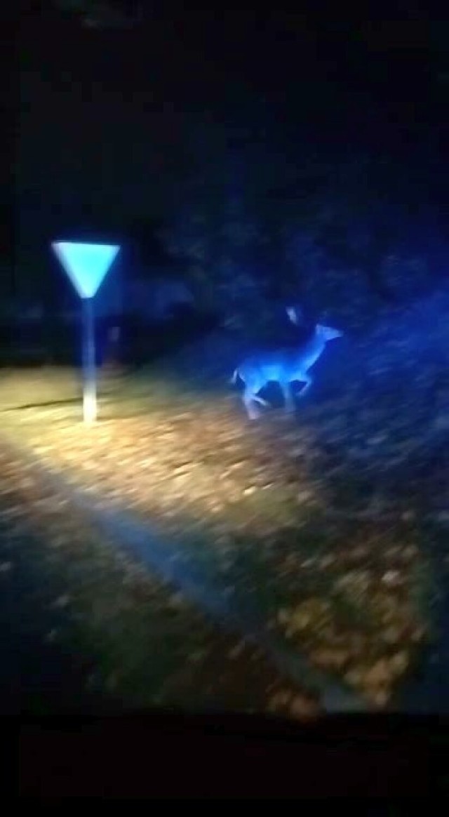 Policjanci z Radziejowa Przy użyciu sygnałów świetlnych przeprowadzili jelenia na rogatki miasta