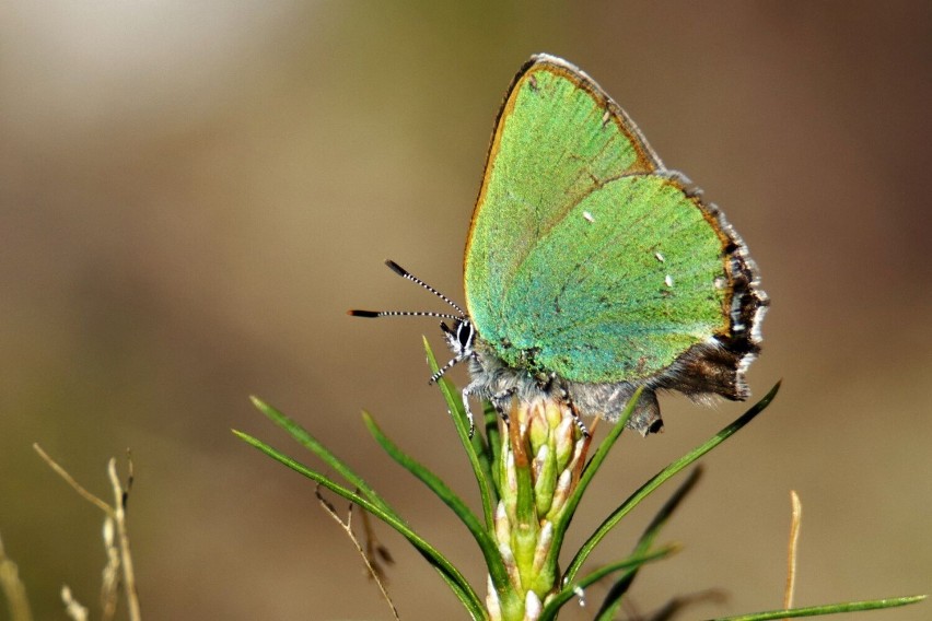 Motyle (i nie tylko) Puszczy Goleniowskiej. Przepiękne zdjęcia Lecha Jaworskiego