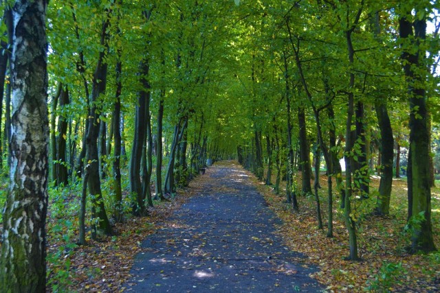 W Parku Kuronia w Sosnowcu widać już pierwsze oznaki jesieni. Warto przyjść tutaj na spacer, bo czeka tu dużo atrakcji - wielki plac zabaw, tor wspinaczkowy dla małych dzieci, skate park, mini zoo czy tężnia solankowa. To także dobre miejsce na jazdę na rowerze czy rolkach. 

Zobacz kolejne zdjęcia. Przesuń w prawo - wciśnij strzałkę lub przycisk NASTĘPNE