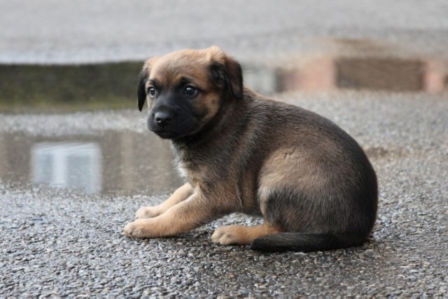 Adoptuj szczeniaka Siemianowice: Znaleziono dwa szczeniaki (około 2-miesięczne). Są sympatyczne i łagodnie usposobione. Szukają swojego domu. Chętnych do ich zaadoptowania prosimy o kontakt z Miejskim Centrum Zarządzania Kryzysowego (tel: 32 220 01 80).