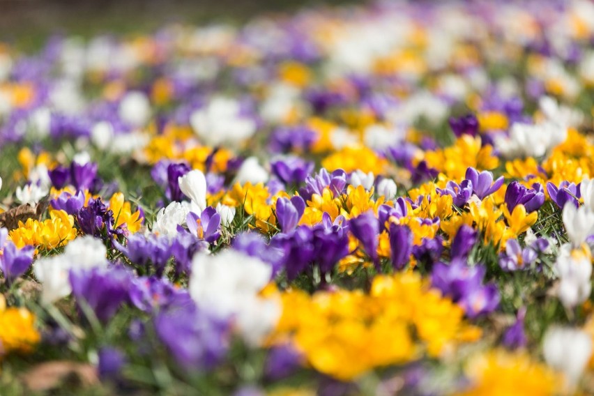 Wiosna w Słupsku. Piękne kwiaty rozrosły się w Parku Kultury i Wypoczynku [ZDJĘCIA]