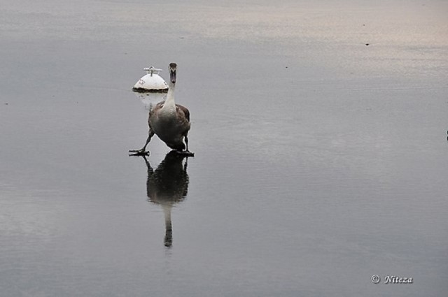 Weterynarz zdecydował, by nie podejmować żadnych działań wobec kaczki na tafli lodu w Brzozowie