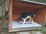 ZDM pomaga bezdomnym psom. Materiały od drogowców osłonią czworonogi przed deszczem i zimnem