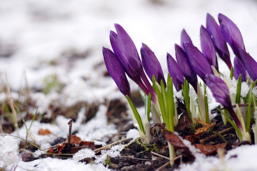 Wiosenne kwiaty są przystosowane do wahań temperatury, a...