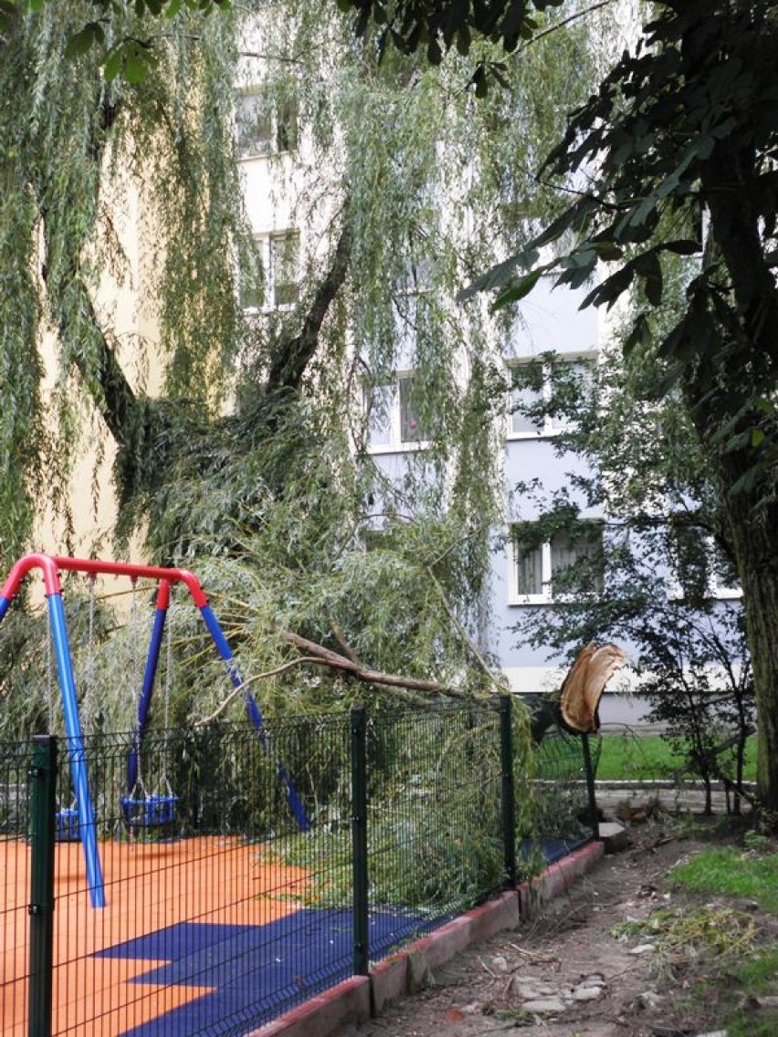 Drzewa po burzy w Puławach