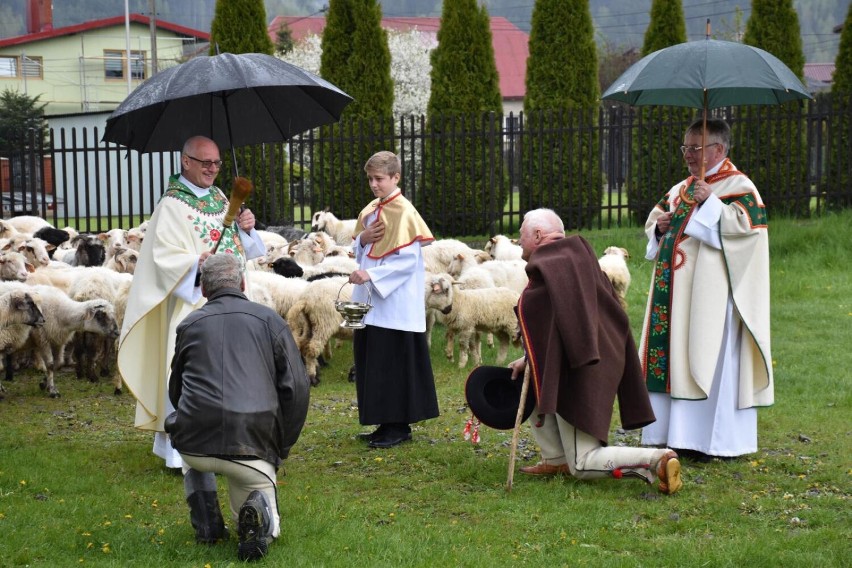 24. Redyk w Jeleśni