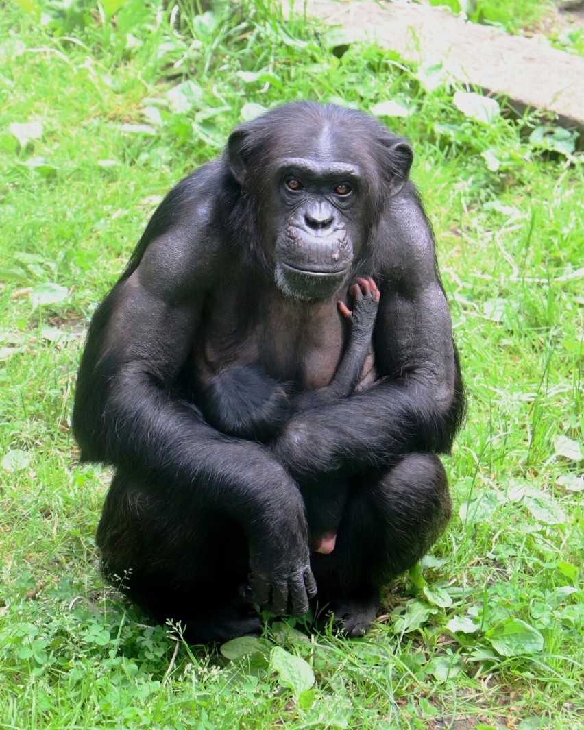 Nowy mieszkaniec Gdańskiego Ogrodu Zoologicznego. W Oliwie urodził się szympans