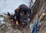 Pies przywiązany do drzewa w Tomaszowie. Schronisko dla zwierząt szuka właściciela