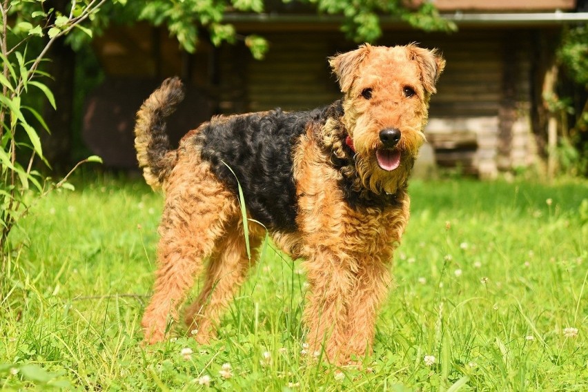 Airedale terrier...