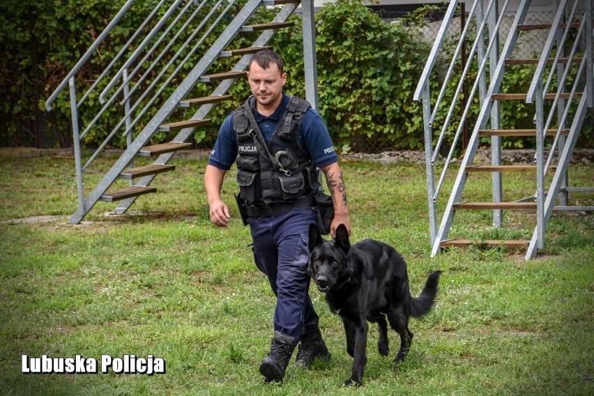 Najlepsi policyjni przewodnicy psów w Lubuskiem wyłonieni.