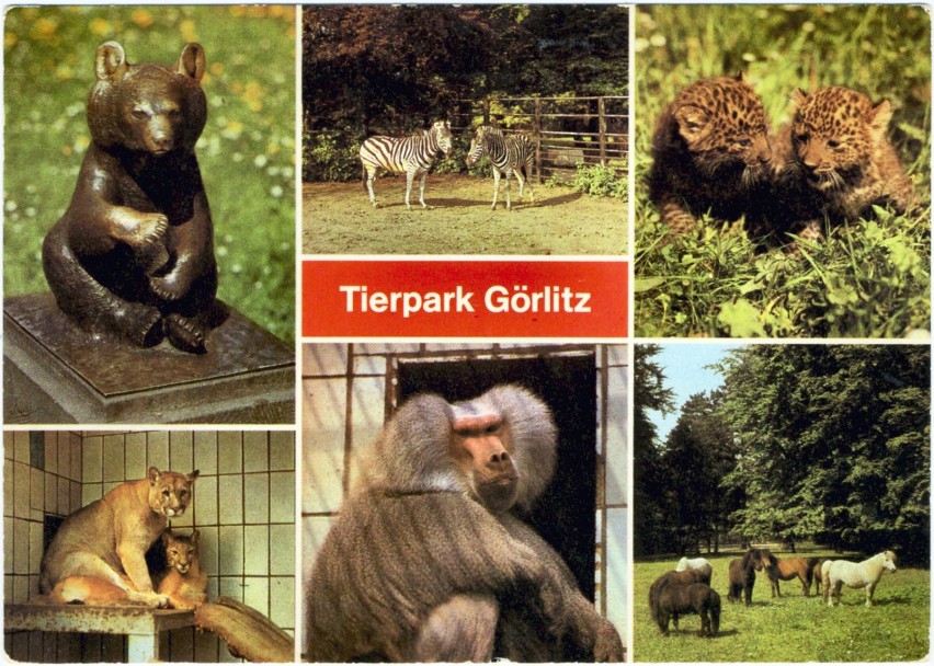 Zobacz, jakie zwierzęta mieszkały w zoo w Goerlitz kilkadziesiąt lat temu. Mamy zdjęcia!