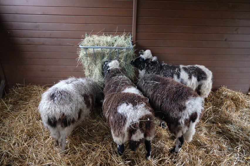 Po raz 13. w Śląskim Ogrodzie Zoologicznym powstała Żywa...