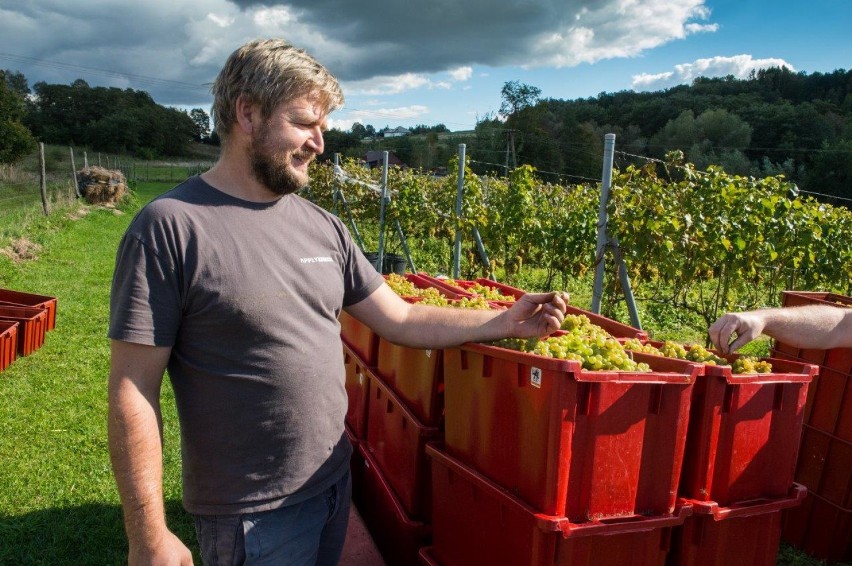 Winnica Chronów. Trwa tegoroczny zbiór winogron, z nich powstaną doskonałe wina [ZDJĘCIA]