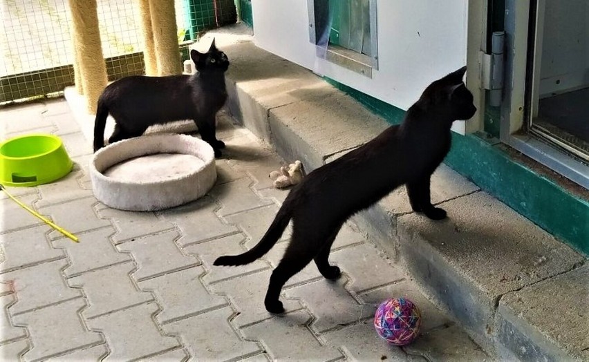 Światowy Dzień Kota 2023. Koty ze schroniska w Henrykowie nieopodal Leszna czekają na adopcję