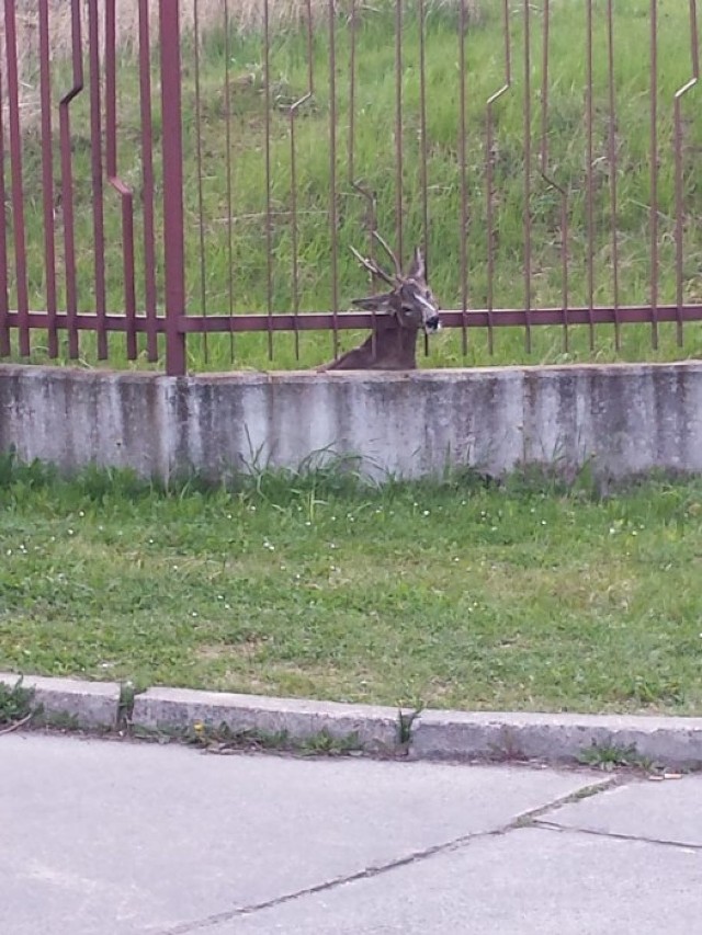 Racibórz: Sarna uwięziona w płocie uratowana!