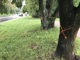 Kraków. Wycinka drzew wzdłuż ul. Kocmyrzowskiej potrwa dwa tygodnie. Prace ruszą po weekendzie