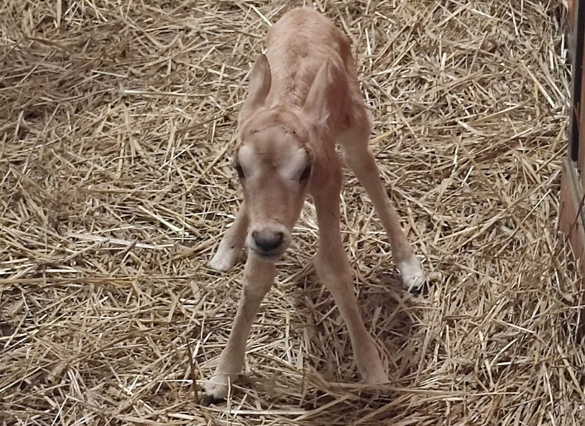 Zimowy baby boom w Zoo Borysew koło Poddębic. Niebawem otwarcie Domu Zimowego ZDJĘCIA