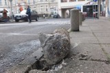 Zniszczone słupki na ulicach Opola