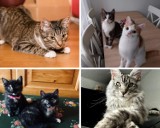 Dzisiaj jest Dzień Kota. Oto zdjęcia waszych cudownych kociaków! 