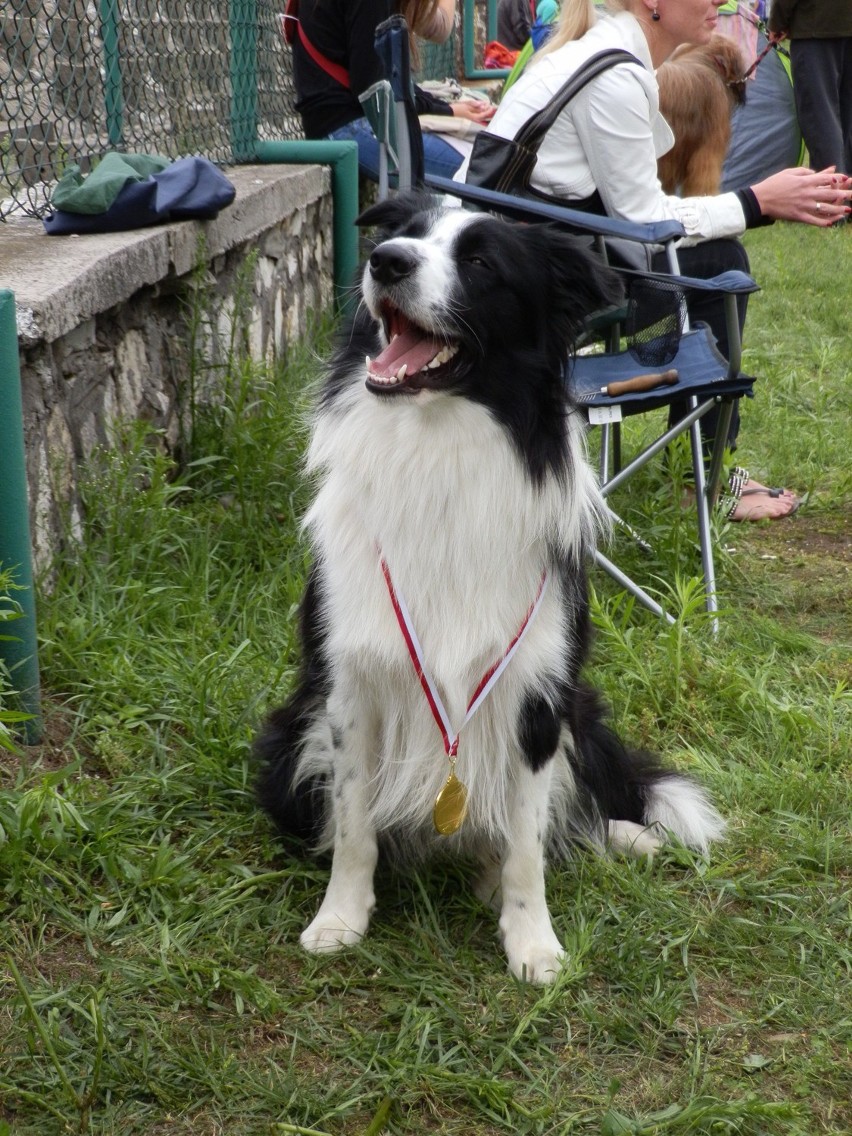 Border collie