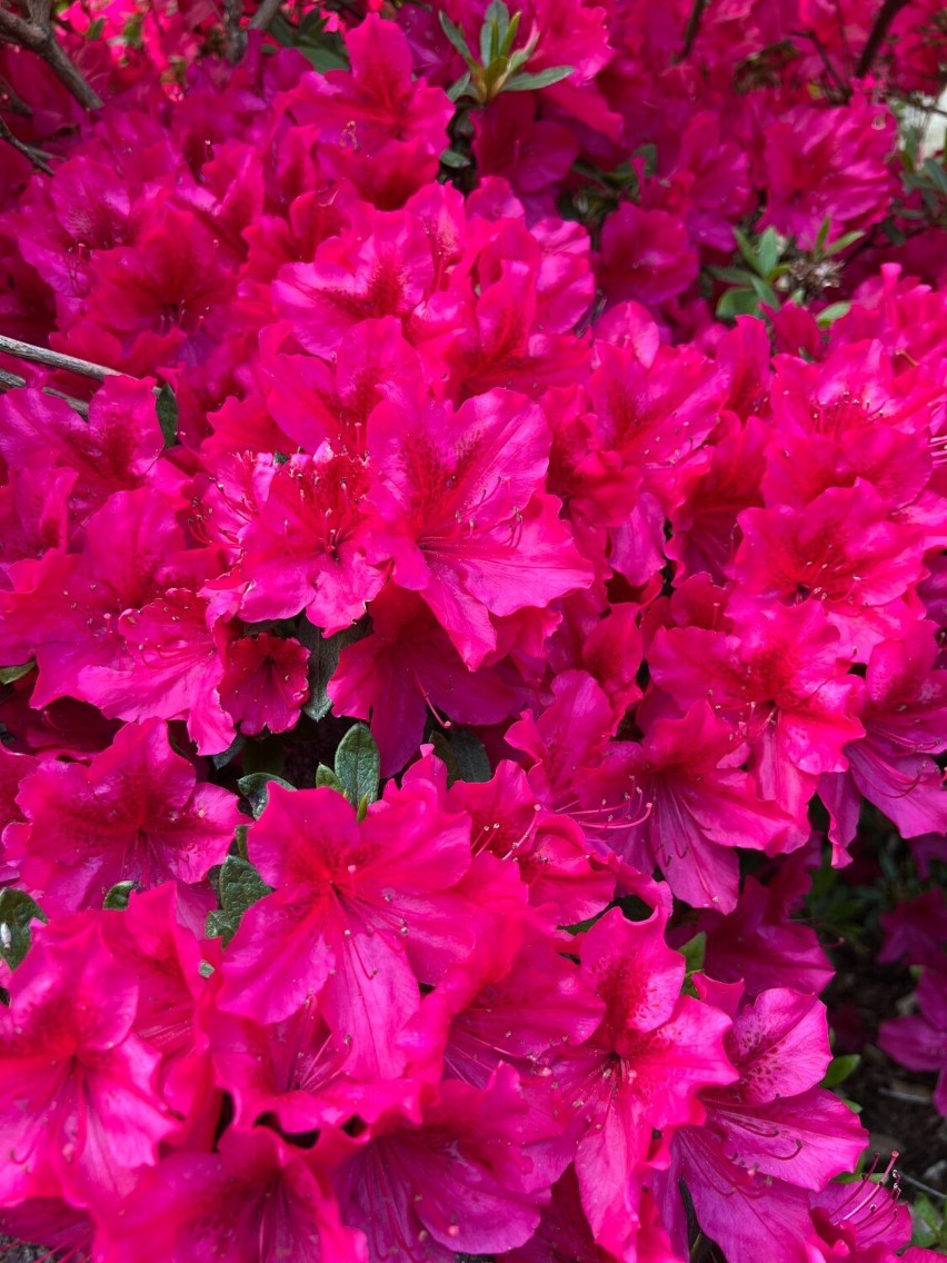 Trwa Festiwal Kwitnących Azalii i Rododendronów w Małej Japonii w Przesiece. Od różnorodności barw aż kręci się w głowie