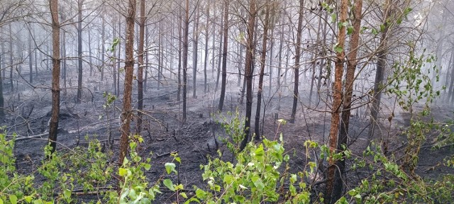 Pożary lasów na Pomorzu. To efekt suszy, ale nie tylko. Na ternie województwa pomorskiego nadal obowiązuje Alert RCB.