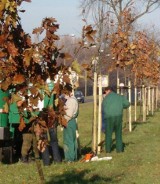 Zarząd Oczyszczania Miasta sadzi drzewka. Nowe rośliny znajdą się m.in w centrum miasta