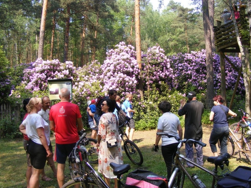 Rezerwat różanecznika w gminie Kochanowice.

Zobacz kolejne...