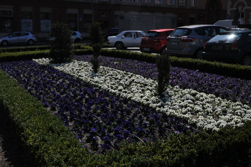 Częstochowa: Wiosna w pełni, w centrum kwitną kwiaty [ZDJĘCIA]. Miasto posadziło 6,5 tys. bratków, stokrotek i niezapominajek