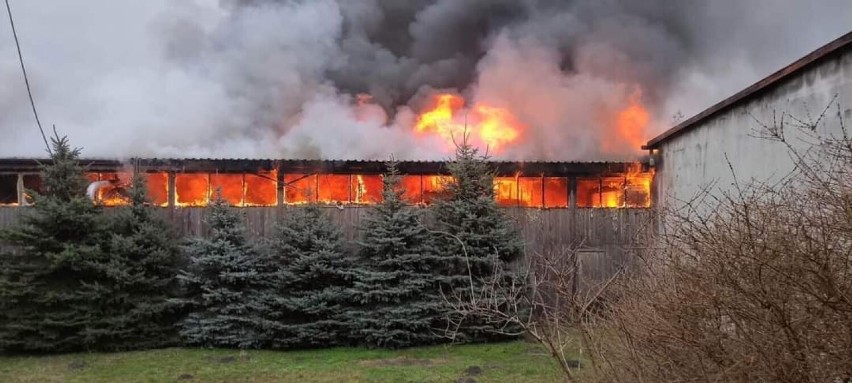 Pożar tartaku w Grodźcu. Z ogniem walczyły 24 zastępy straży pożarnej. Spaliła się cała hala [FOTO]