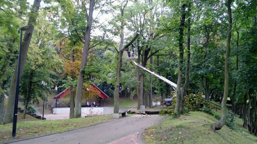 Cięcie drzew w Parku Miejskim