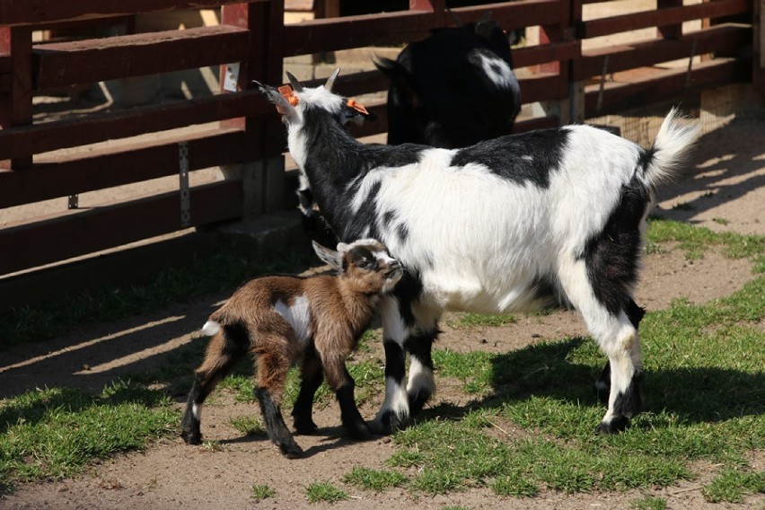 Maluchy z lubińskiego ZOO. Zobaczcie te piękności