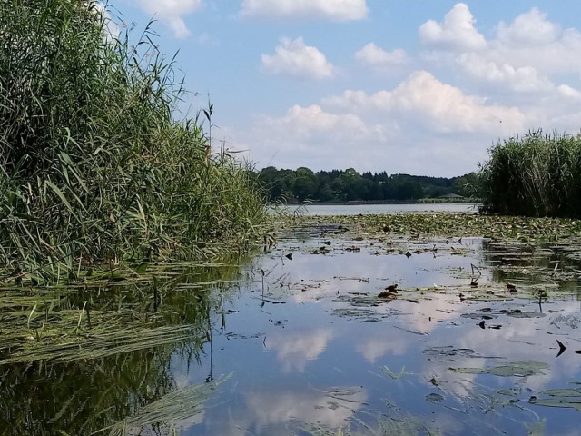 „To najdłuższy po Mazurach szlak żeglugowy o długości ponad 70 km” – czytamy w wielu publikacjach. Szlak wodny Lubuskich Mazur ma odcinki absolutnie piękne (na zdjęciach fragment z jeziora Osiek do Wielkiego w Dobiegniewie), ale Mierzęcką Strugą nie dało się w tym roku przepłynąć.