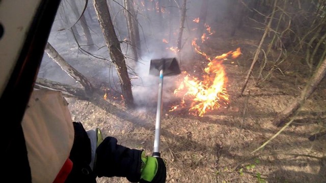 Pożar lasu. Przyczyną było podpalenie