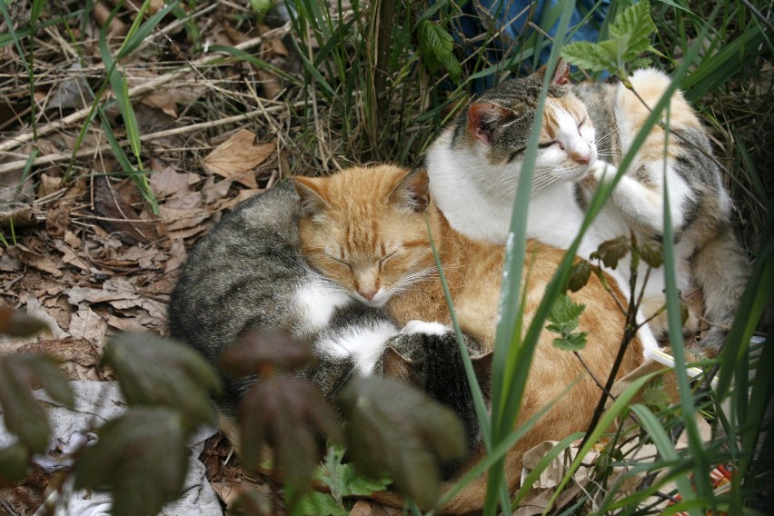 Bezdomne białostockie koty będą mieć karmę na zimę