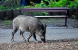 W środę 30 listopada zostanie przeprowadzony odstrzał dzików w sopockich lasach