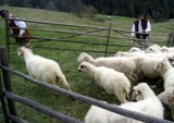 Uroczyste wyjście owiec na górskie hale