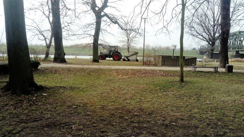 Ciężki sprzęt do porządkowania liści w Parku Nadodrzańskim w...