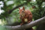 Legnickie wiewiórki robią zapasy na zimę [ZDJĘCIA]