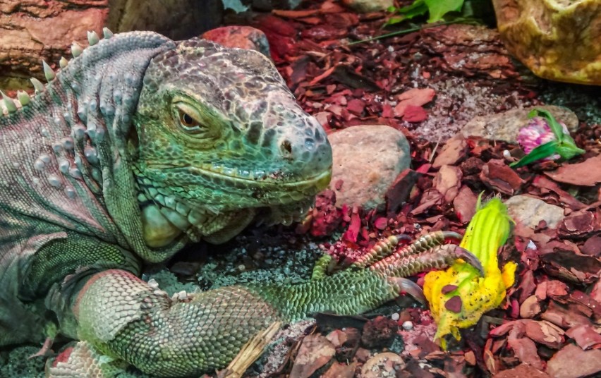 Mieszkańcy bydgoskiego ogrodu zoologicznego w Myślęcinku.