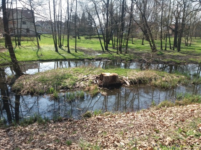 Park a szczególnie wysepka jakaś ,,łysa'' jest.