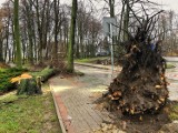 Wichura w Pucku i powiecie puckim (19.02.2022): drzewa wyrywane z korzeniami, zniszczony dom jednorodzinny | NADMORSKA KRONIKA POLICYJNA
