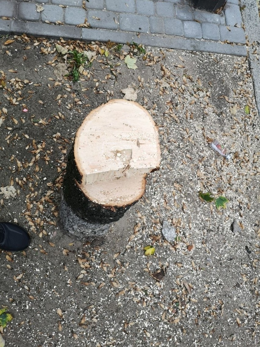 - Na 20 Stycznia w Bydgoszczy znowu znikają drzewa - alarmuje Czytelnik