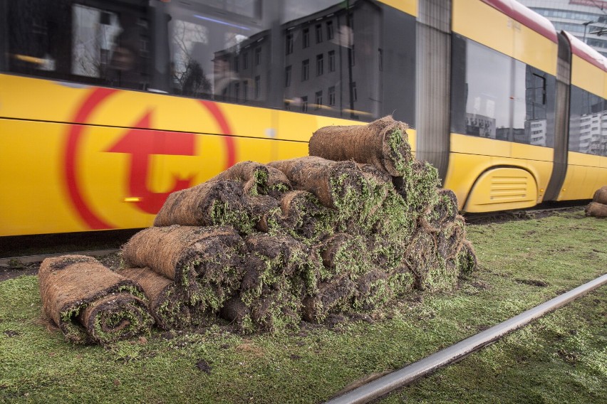 Kolejne tory tramwajowe w Warszawie zostały zazielenione. Tym razem rozchodnikiem pokryto tory w centrum stolicy