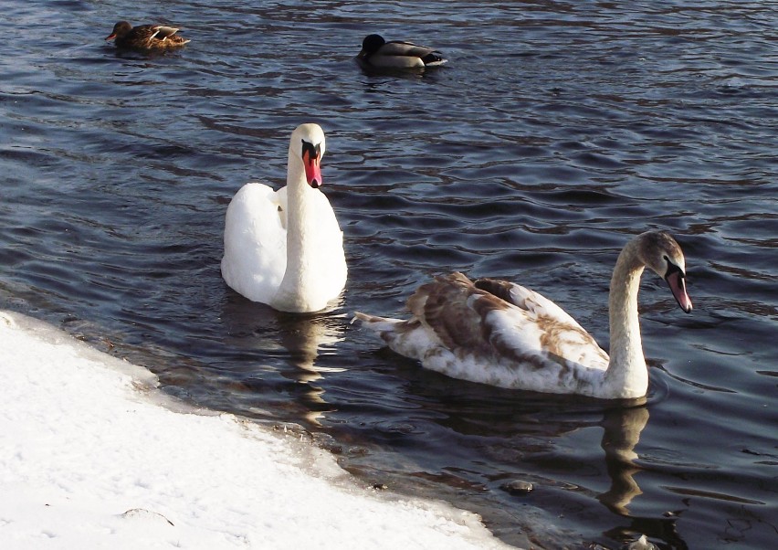 Ptaki na rzece w środku zimy