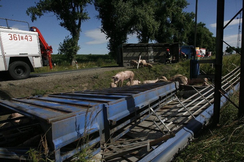 Wypadek ciężarówki ze świniami na trasie Legnica - Złotoryja (ZDJĘCIA)