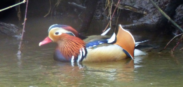 W Suchedniowie nad rzeką Kamionką można spotkać rzadką, wyjątkowo pięknie ubarwioną kaczkę - samca mandarynki.